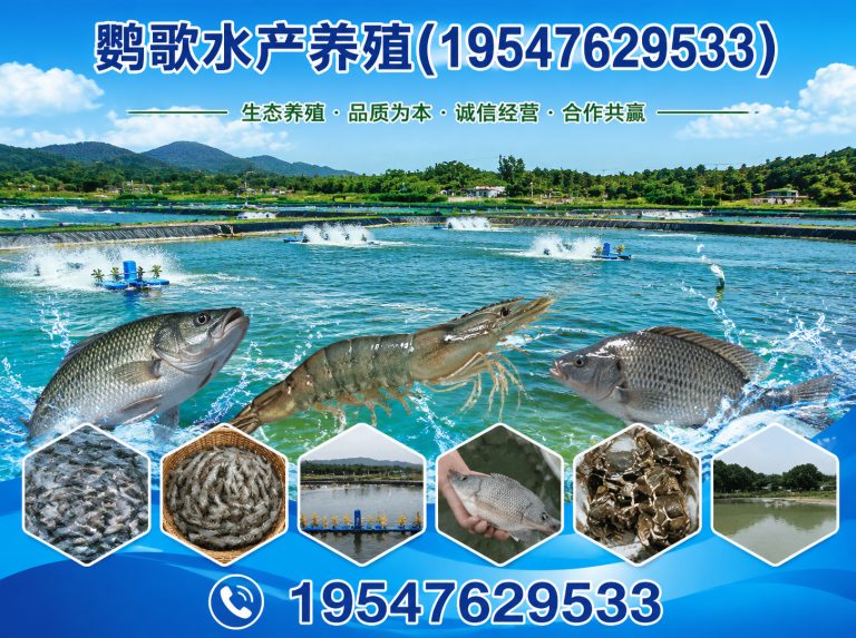 武侯区中大型鹦鹉繁育展示图