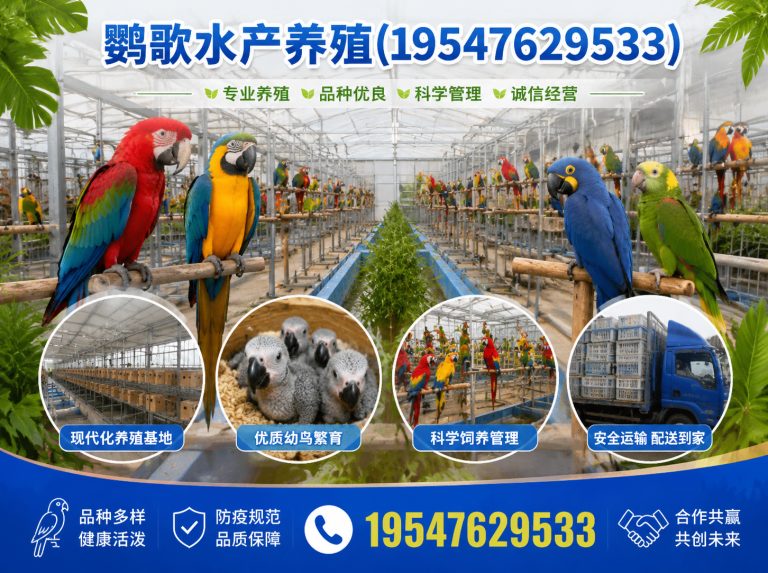 武侯区西南鹦鹉品牌展示图