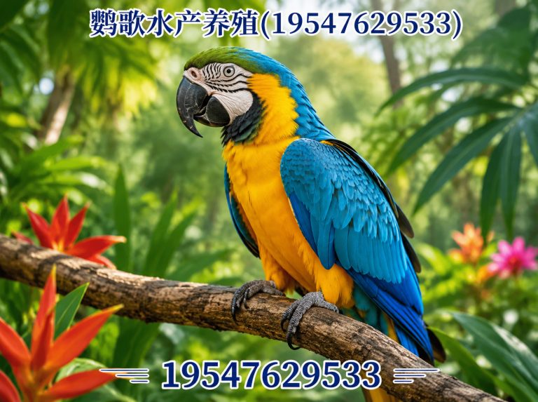 武侯区合规鹦鹉养殖展示图