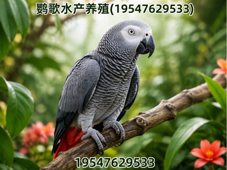武侯区鹦歌水产养殖展示图
